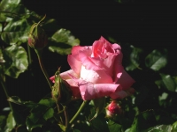 L12002640154