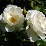 Rose GIardino Orserose